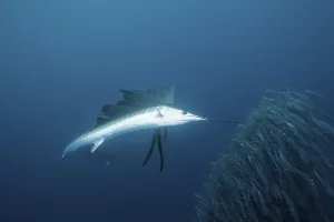 Sailfish hunting sardines, Istiophorus albicans