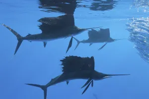 Sailfish hunting sardines, Istiophorus albicans