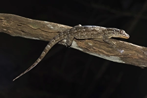 Sakalava Velvet Gecko (Blaesodactylus sakalava)