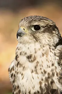 Saker falcon (Falco cherrug)