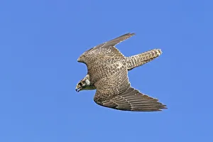 Saker falcon (Falco cherrug) flying