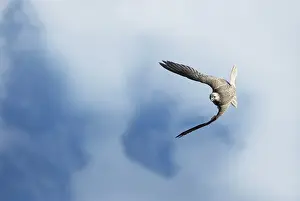 Saker Falcon Falco cherrug) flying