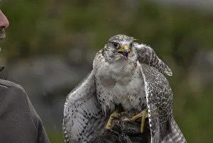 Saker falcon (Falco cherrug), gyrfalcon