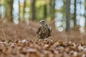Saker falcon (falco cherrug), with prey on forest floor