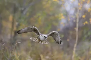 Sakerfalke, Wuergfalke, lat. Falco cherrug