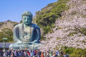 Sakura of the Great Buddha of Kamakura and full bloom