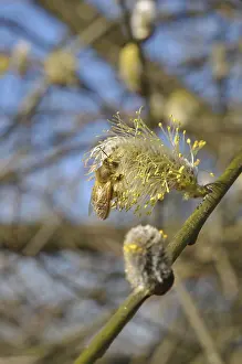 Sal willow (Salix caprea)
