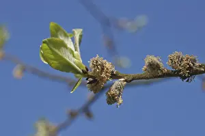 Sal willow (Salix caprea)