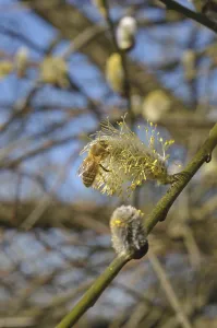 Sal willow (Salix caprea)