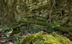 A salamander on a mossy rock by a stone wall in a peaceful
