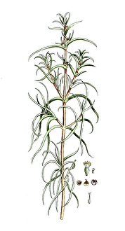 Salfola soda, salt weed, monk's beard