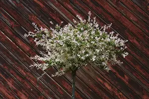Salix integra