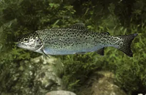 Salmo gairdneri, Salmo irideus