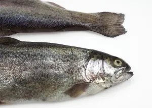 Salmo gairdneri, Salmo irideus