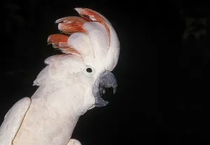 Salmon-crested Cockatoo (cacatua moluccensis) or Moluccan Cockatoo