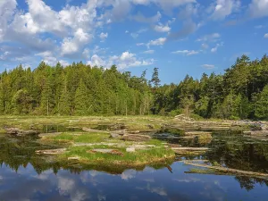The salt marsh in the Gulf Islands of southwest British Columbia
