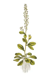 Salt stanchion, Samolus valerandi