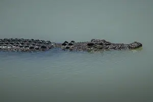 Saltwater crocodile