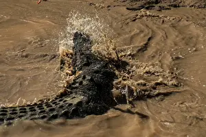 Saltwater crocodile glides through the splashing water of the Adelaide River