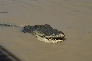 Saltwater crocodile swims in the still water of the Adelaide River
