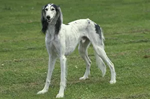 SALUKI DOG, ADULT, STANDING ON GRASS