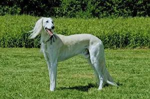 Saluki, Persian greyhound 10 years old