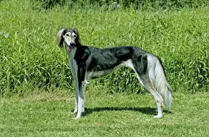 Saluki, Persian greyhound, 2, 5 years old