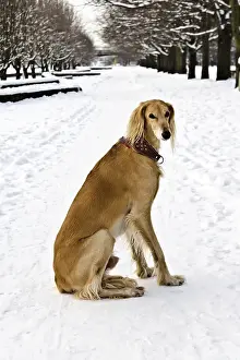 Saluki (Persian Greyhound, Royal Dog of Egypt) sitting on the snow