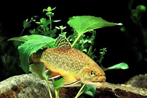 Salvelinus fontinalis