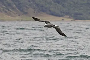 Salvin's Albatross (Thalassarche salvini)