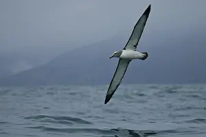 Salvin's Albatross (Thalassarche salvini) flying
