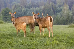 Two Sambar hinds with a fawn and a stag (Rusa unicolor)