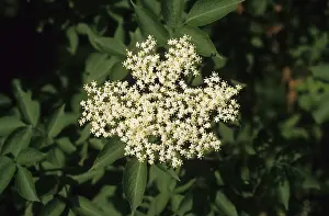 Sambucus nigra (Sambucus nigra)