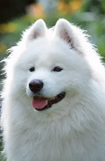 Samoyed