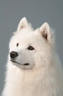 Samoyed