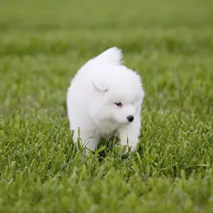 Samoyed dog