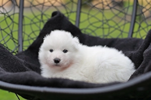 Samoyed Domestic dog (Canis lupus familiaris)