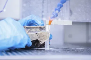Sample preparation vertebrae of an animal for laboratory examination