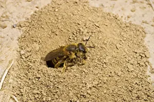 Sand Bee (Andrena) flying out of the hive