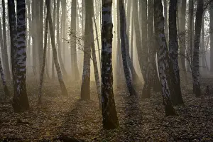 Sand birch, warty birch (Betula pendula)