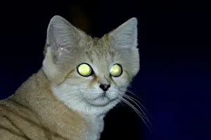 Sand cat (Felis margarita), Sand cats