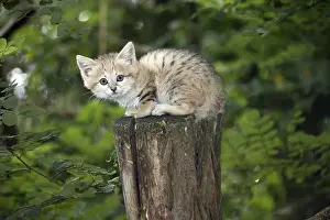 Sand cat (felis margarita), young on branch