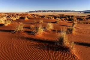 Sand dunes with grass in the evening light