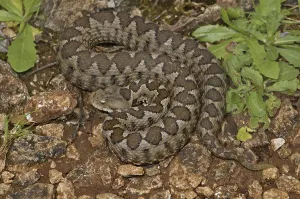 Sand or horned viper, female (Vipera ammodytes meridionalis)