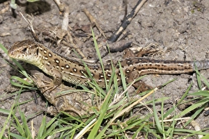 Sand lizard female lying on ground looking left