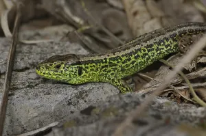Sand lizard (Lacerta a. agilis)