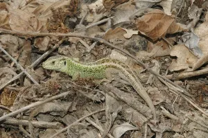 Sand lizard (Lacerta a. agilis)