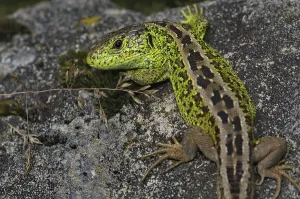 Sand lizard (Lacerta a. agilis)