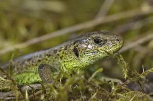 Sand lizard (Lacerta a. agilis)