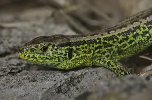 Sand lizard (Lacerta a. agilis)